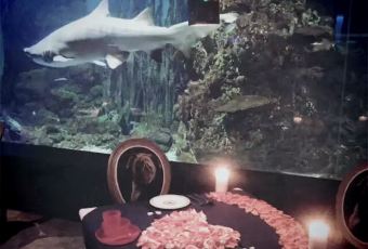 SHARK RESTAURANT User Photo