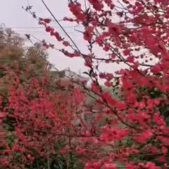 龙源湖植物园都市农庄 User Photo