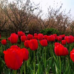Gardern TeaHouse User Photo