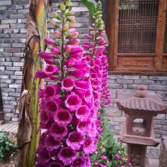 Xue Tao · In the Yard User Photo