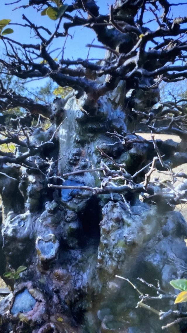 Spirited Garden