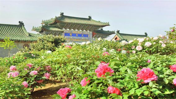 Tianxiang Peony Garden