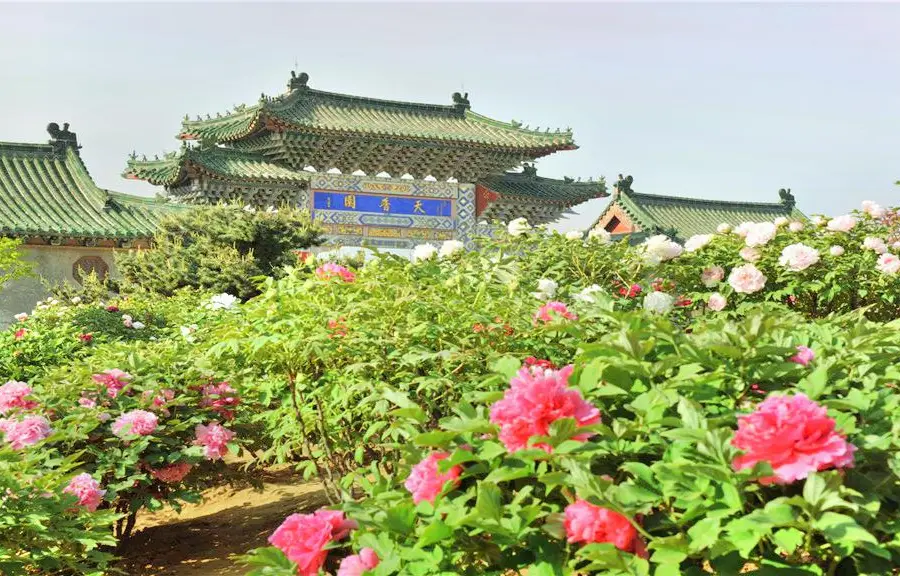 Tianxiang Peony Garden