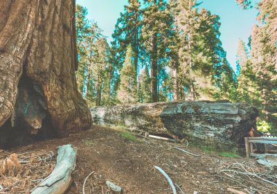 General Sherman Tree