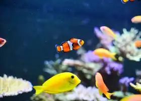 侯斯頓市中心水族館