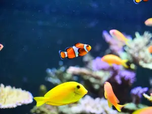 다운타운 수족관