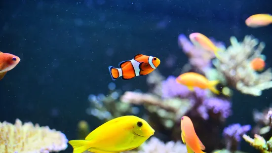 市中心水族館