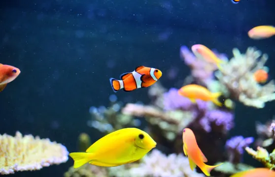 侯斯頓市中心水族館全日探險通票成人