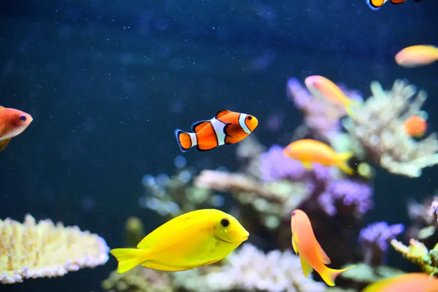 市中心水族館