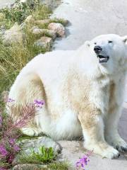 拉努阿野生動物園