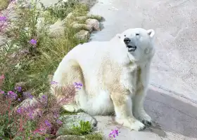 拉努阿野生動物園