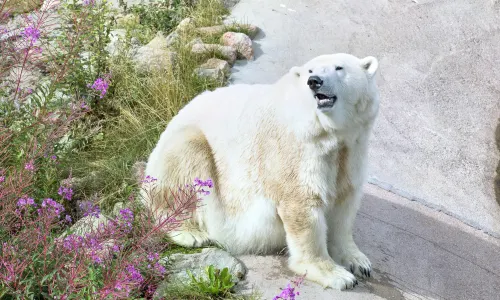 Ranua Zoo