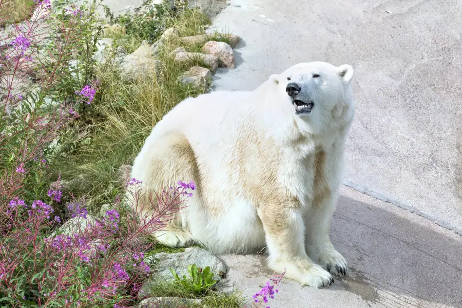 Parc zoologique de Ranua