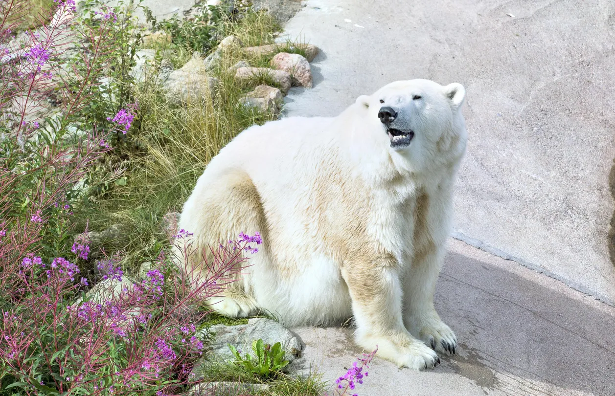 4_拉努阿野生動物園