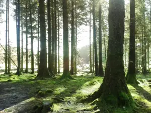 Bellever Forest