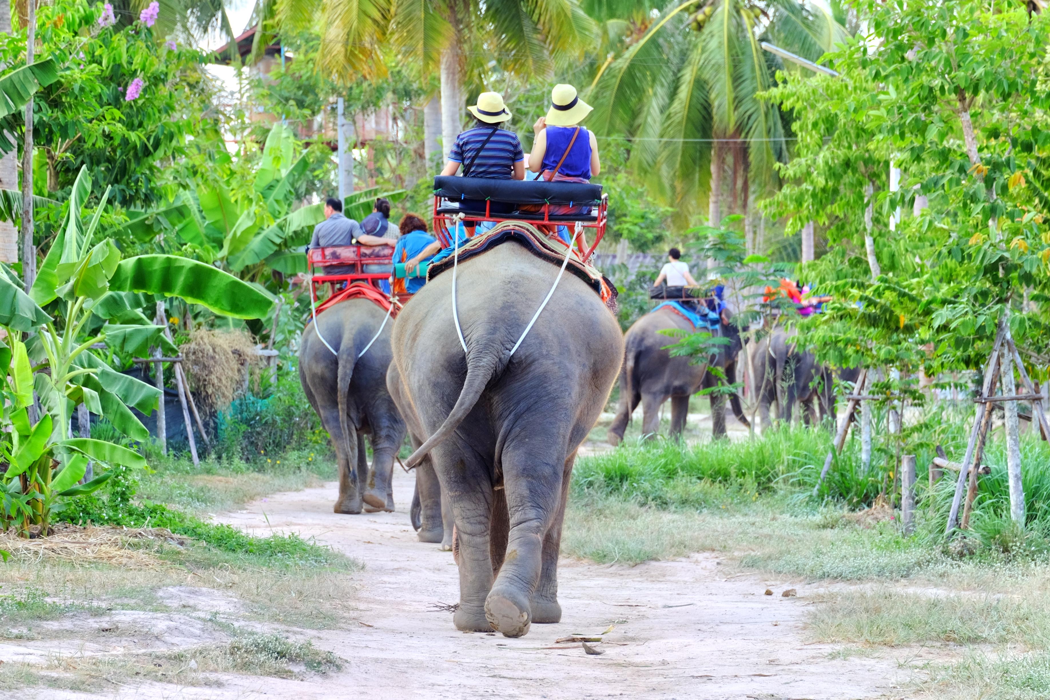 Hotel dekat Pattaya Elephant Village
