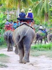 Villaggio degli Elefanti di Pattaya
