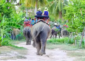 Pattaya Elephant Village