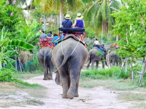 Villaggio degli Elefanti di Pattaya