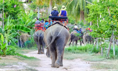 Villaggio degli Elefanti di Pattaya