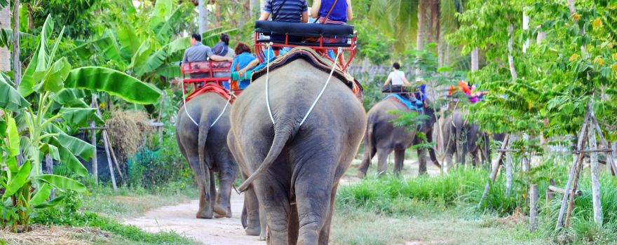 Pattaya Elephant Village