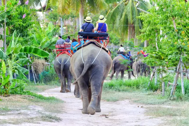 Pattaya Elephant Interaction