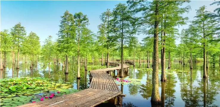 Chishan Lake National Wetland Park