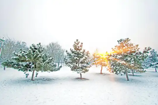 Hotels near Xingtai Forest Park