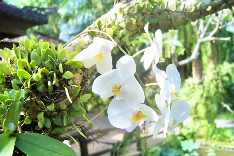 巴厘島蘭花園