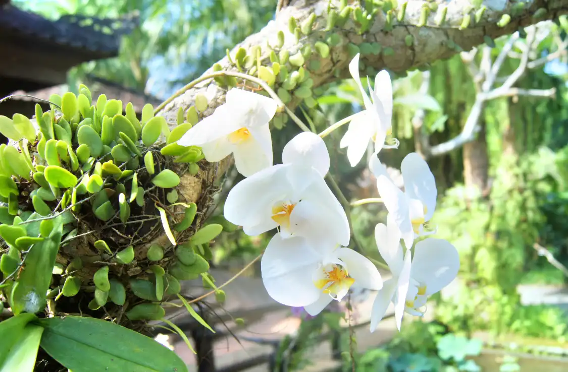 Hotel in zona Bali Orchid Garden