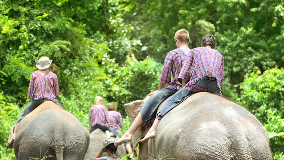 Patara Elephant Farm