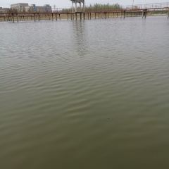 博湖县印象西海风情园 User Photo