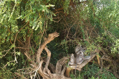 ウッドランドパーク動物園 シアトル の旅行レビュー Trip Comトラベルガイド