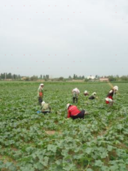 Second Team of Wuyi Farm