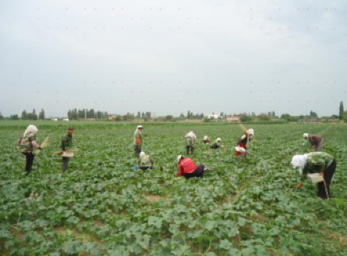 Second Team of Wuyi Farm