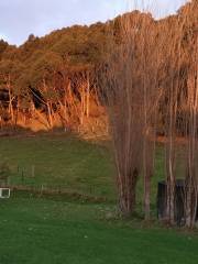 Nga Manu Nature Reserve