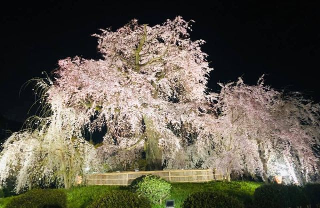 円山公園 Attractions 京都 Travel Review Travel Guide Trip Com 円山公園 Attractions 京都 Travel Review Travel Guide Trip Com