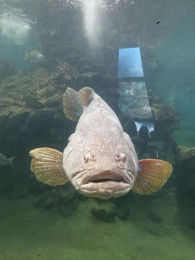 Phuket Aquarium