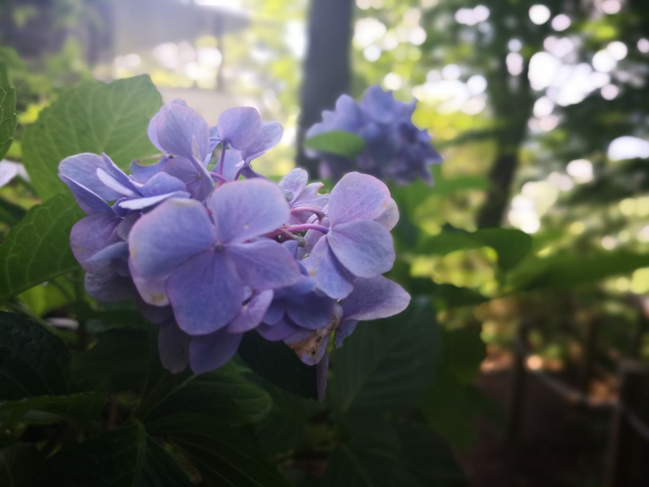 天上山的紫陽花旅遊攻略指南 天上山的紫陽花評價 天上山的紫陽花附近推薦 Trip Com 天上山的紫陽花旅遊攻略指南 天上山的紫陽花評價 天上山的紫陽花附近推薦 Trip Com