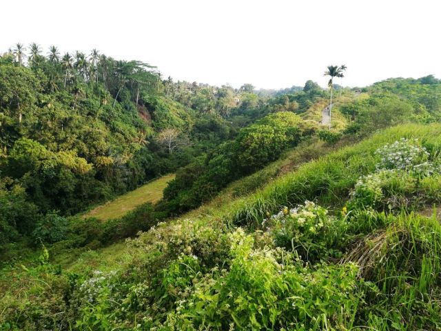 Campuhan Ridge Walk