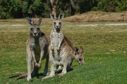Anglesea Golf Club Bistro