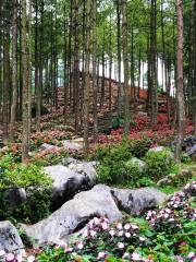 Damu Forest Garden