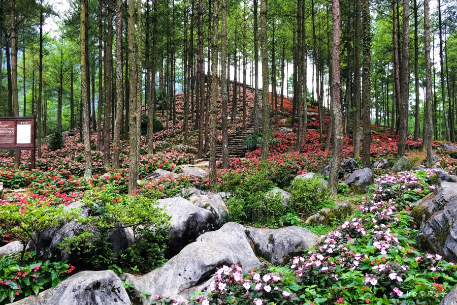 Damu Forest Garden