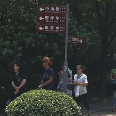 Nanjing Impressions  (Zhongshanling) User Photo