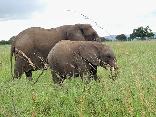 Mikumi National Park