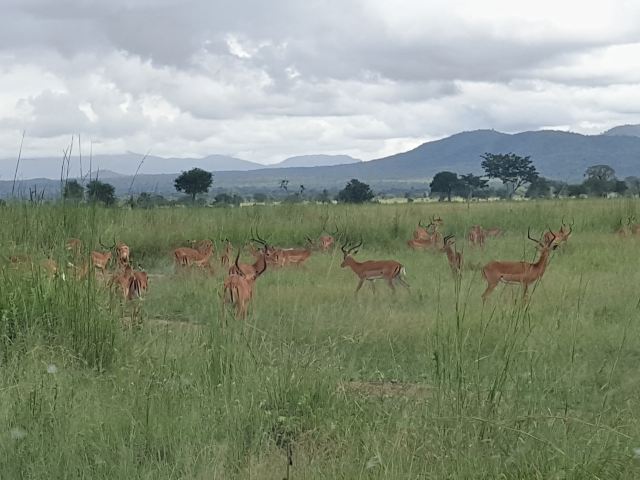 Mikumi National Park