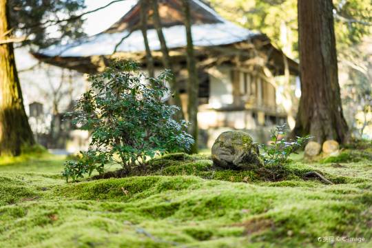 京都+三千院+嵐山+貴船神社一日遊