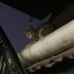 傣家线鸡楼 User Photo