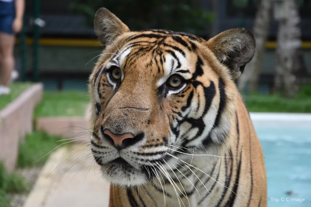 2_Tiger Kingdom Phuket