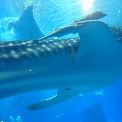 Ocean Blue User Photo